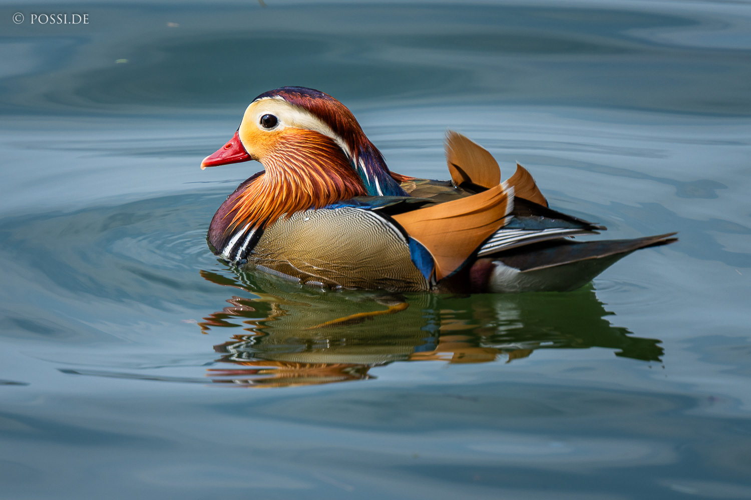 Das Bild zeigt einen Mandarinente in einem Teich, der sich im Wasser spiegelt. (23.03.2025)