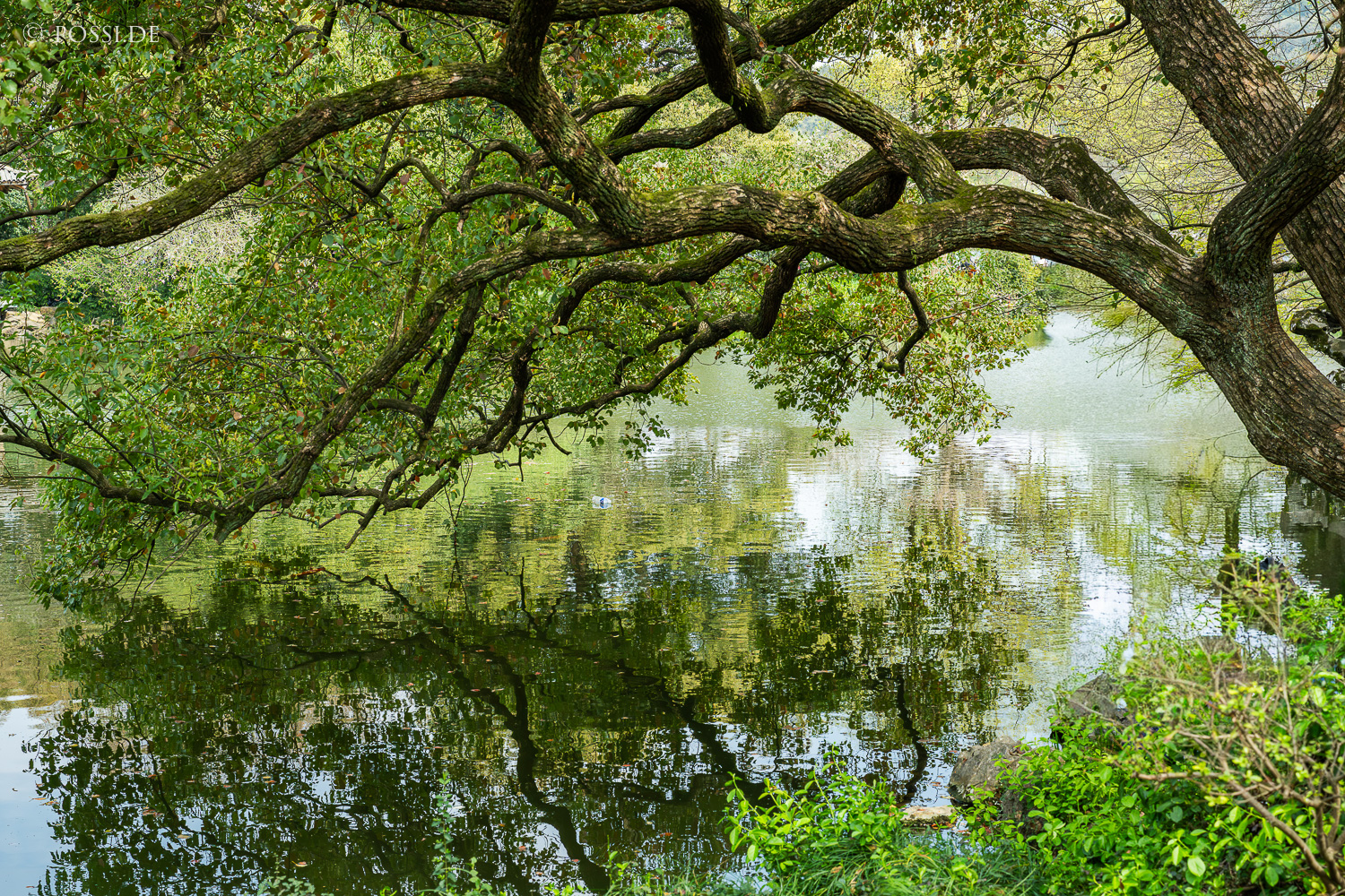 Ein großer Baum mit weit ausladenden Ästen und grünen Blättern spiegelt sich in einem stillen See. (23.03.2025)