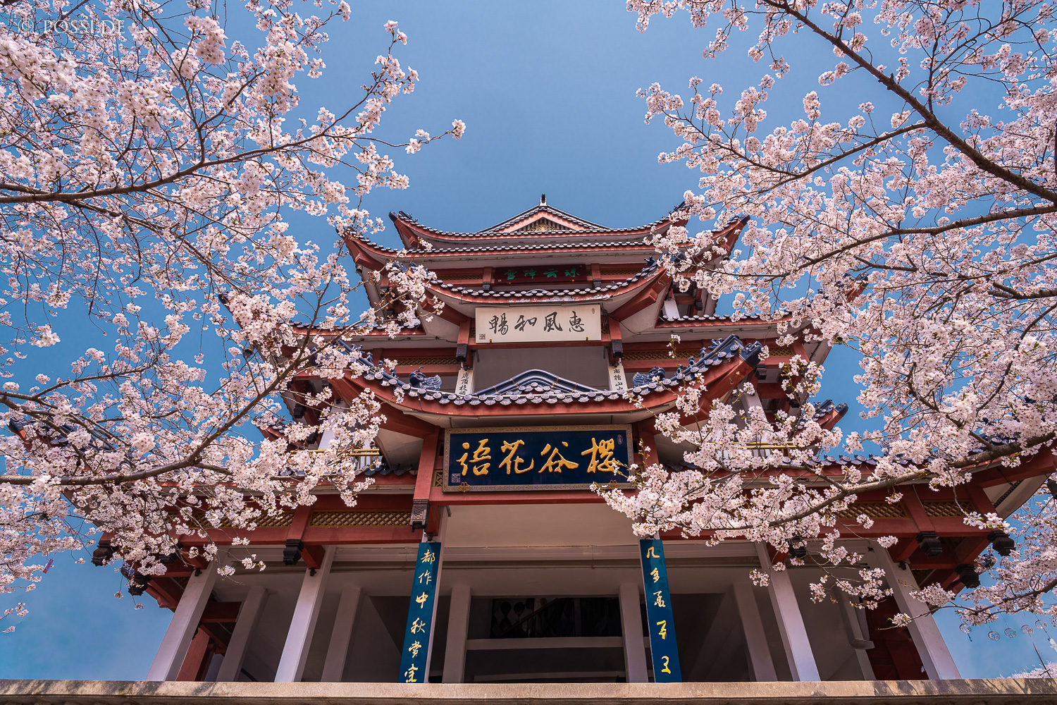 Das Bild zeigt ein traditionelles chinesisches Gebäude mit roten Dachziegeln und weißen Säulen, umgeben von blühenden Kirschbäumen. (26.03.2025)