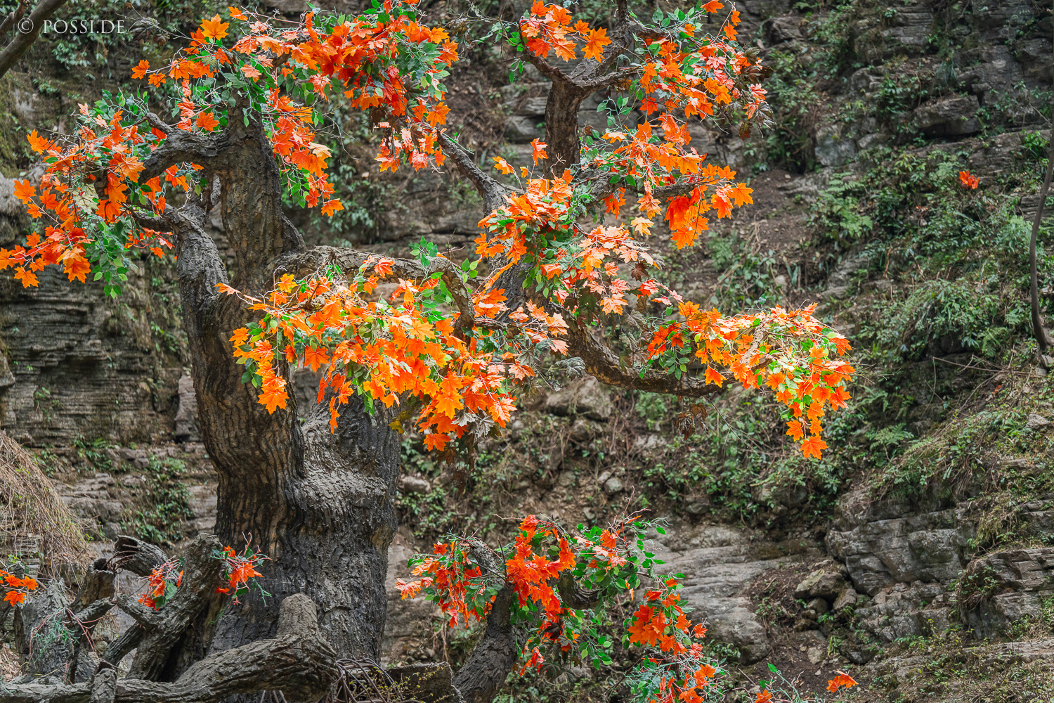 Das Bild zeigt einen Baum mit orangefarbenen Blättern, der vor einem Felsen steht. (31.03.2025)