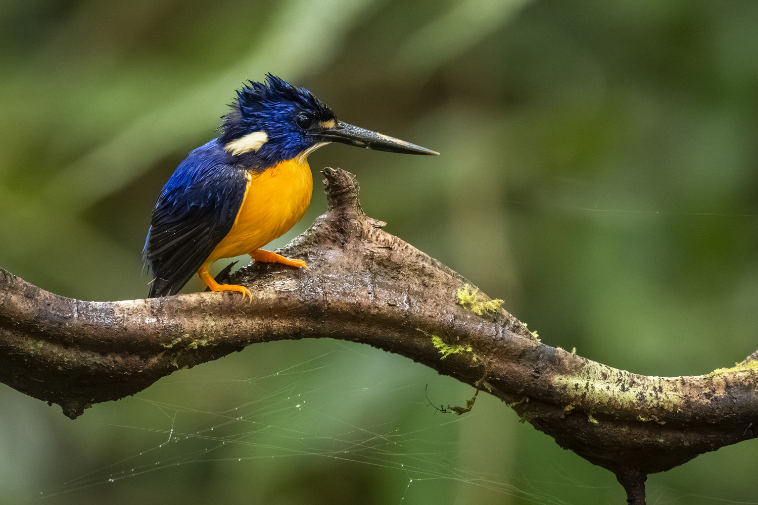 Ein kleiner Eisvogel mit leuchtend blau-orangem Gefieder auf einem moosbewachsenen Ast. West Papua 2025. (30.09.2025)