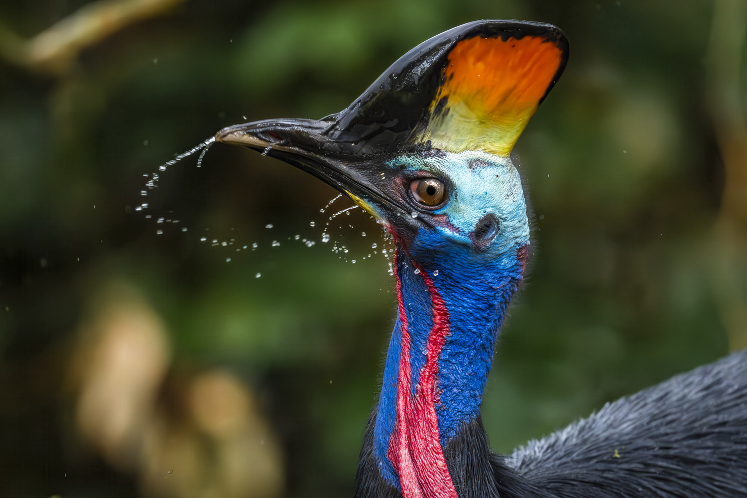 Ein Helmkasuar (Casuarius casuarius) mit blauem Hals und roten Kehllappen schüttelt Wasser ab. West Papua 2025. (01.10.2025)