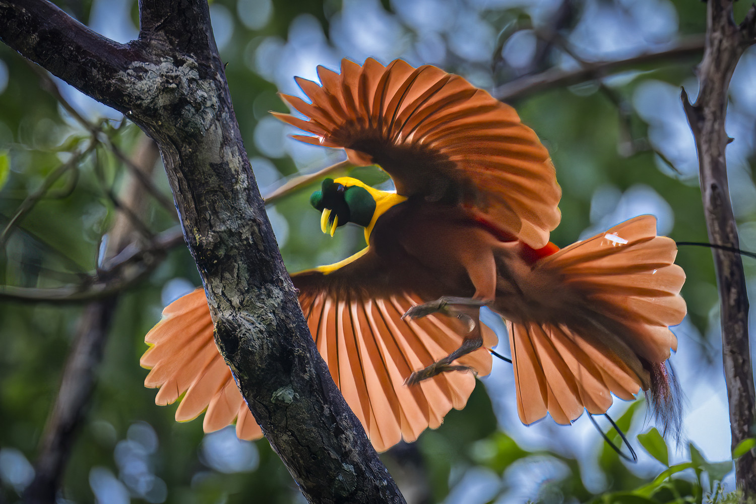 Ein männlicher Paradiesvogel breitet seine orangefarbenen Flügel auf einem Ast aus. West Papua 2025. (05.10.2025)