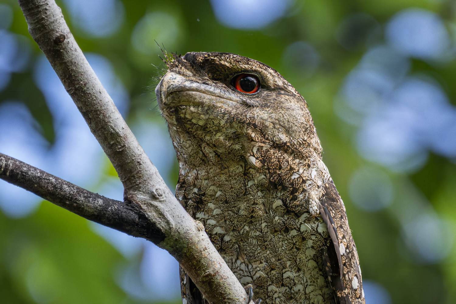 Eine Nachtschwalbe mit leuchtend roten Augen sitzt auf einem Ast im grünen Wald. West Papua 2025. (05.10.2025)