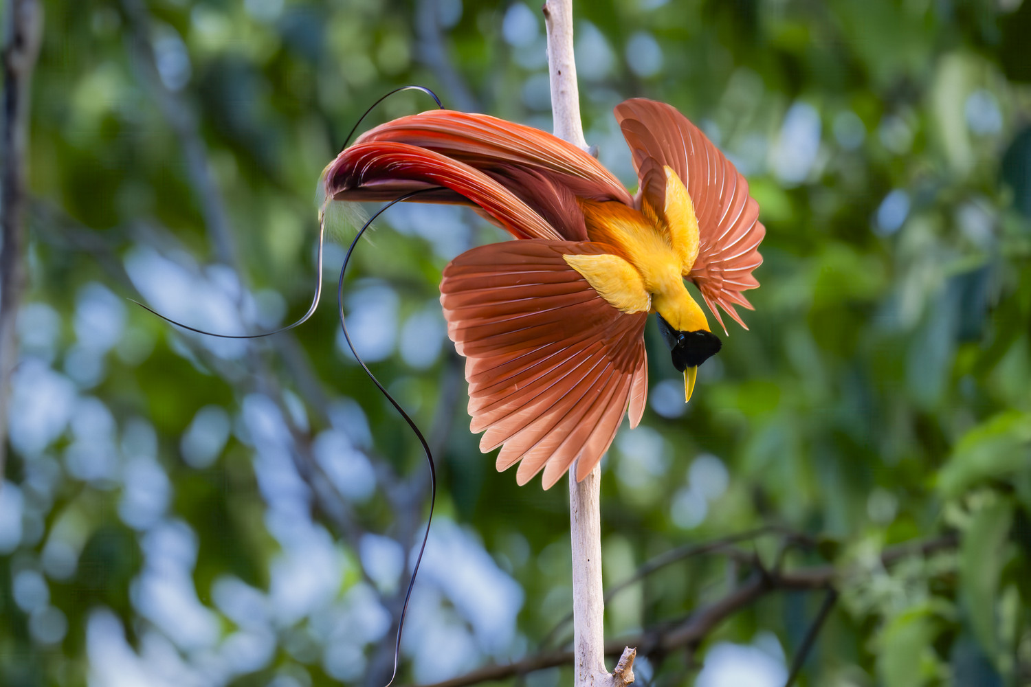 Ein männlicher Paradiesvogel hängt kopfüber an einem Ast und spreizt Flügel und Schmuckfedern. West Papua 2025. (05.10.2025)