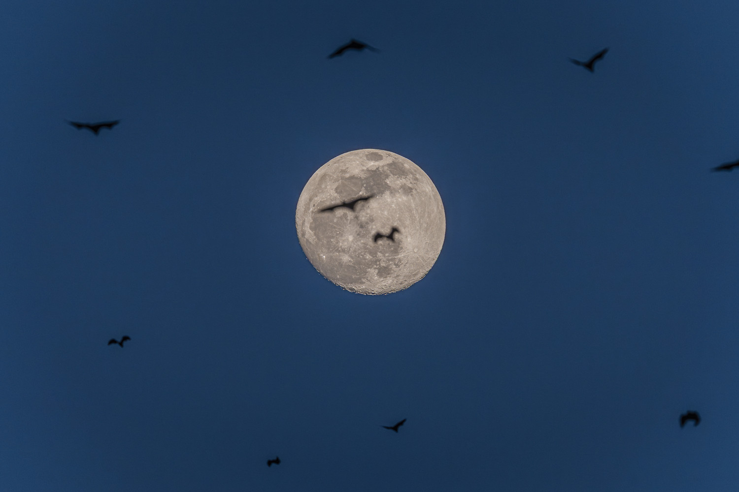 Flughunde fliegen am dunkelblauen Nachthimmel um den Vollmond. West Papua 2025. (05.10.2025)