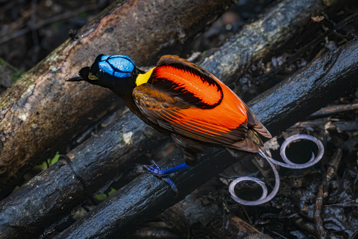 Ein Nacktkopf-Paradiesvogel (Diphyllodes respublica) mit blauem Scheitel und Ringelschwanz. West Papua 2025. (06.10.2025)
