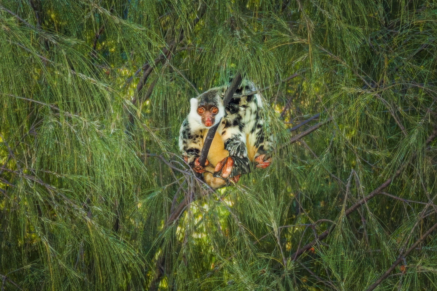 Ein Tüpfelkuskus (Spilocuscus maculatus) klammert sich an einen Ast mit nadelartigem Laub. West Papua 2025. (06.10.2025)