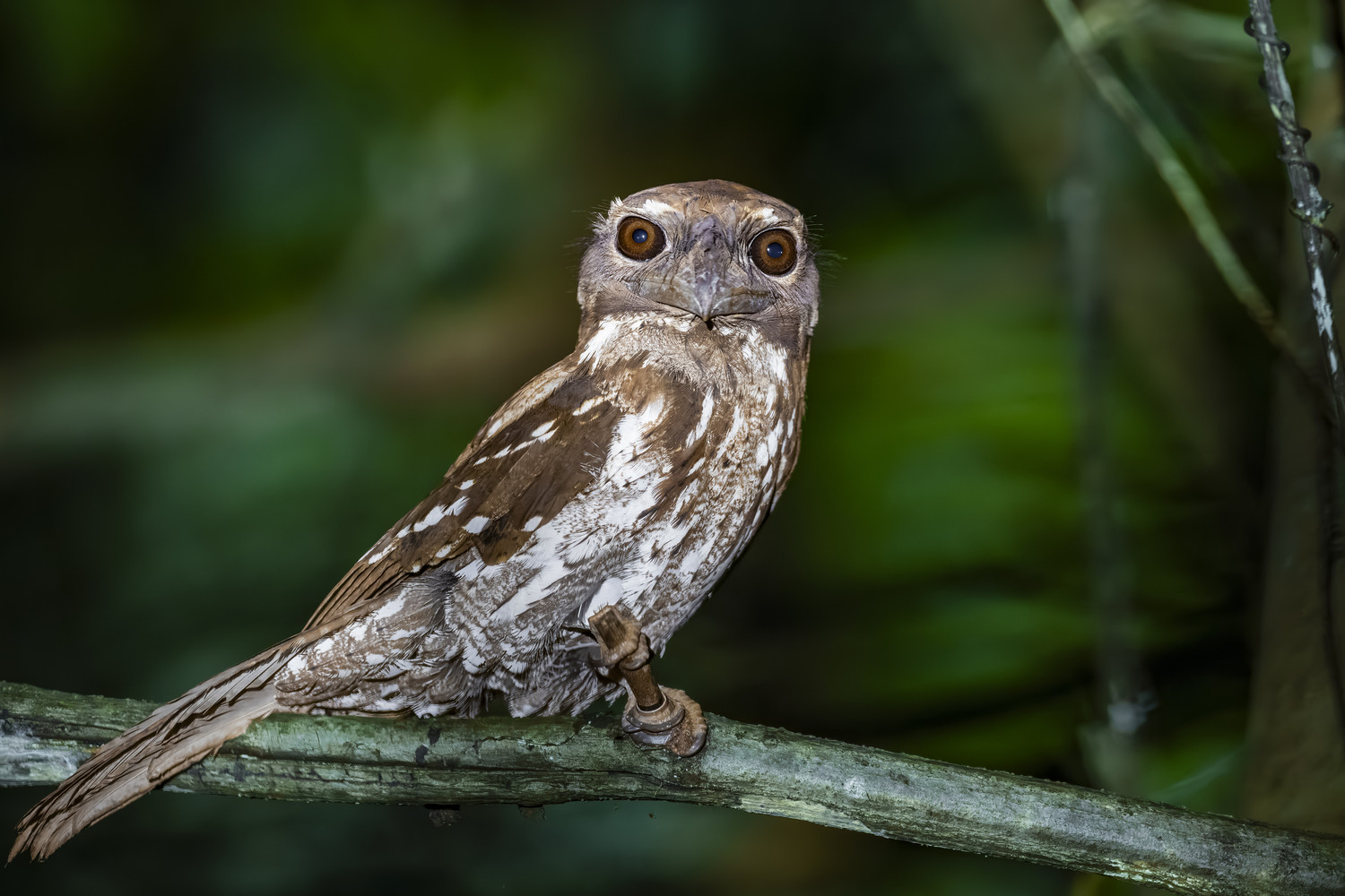Ein gut getarnter Nachtvogel sitzt auf einem Ast im Wald. West Papua 2025. (06.10.2025)