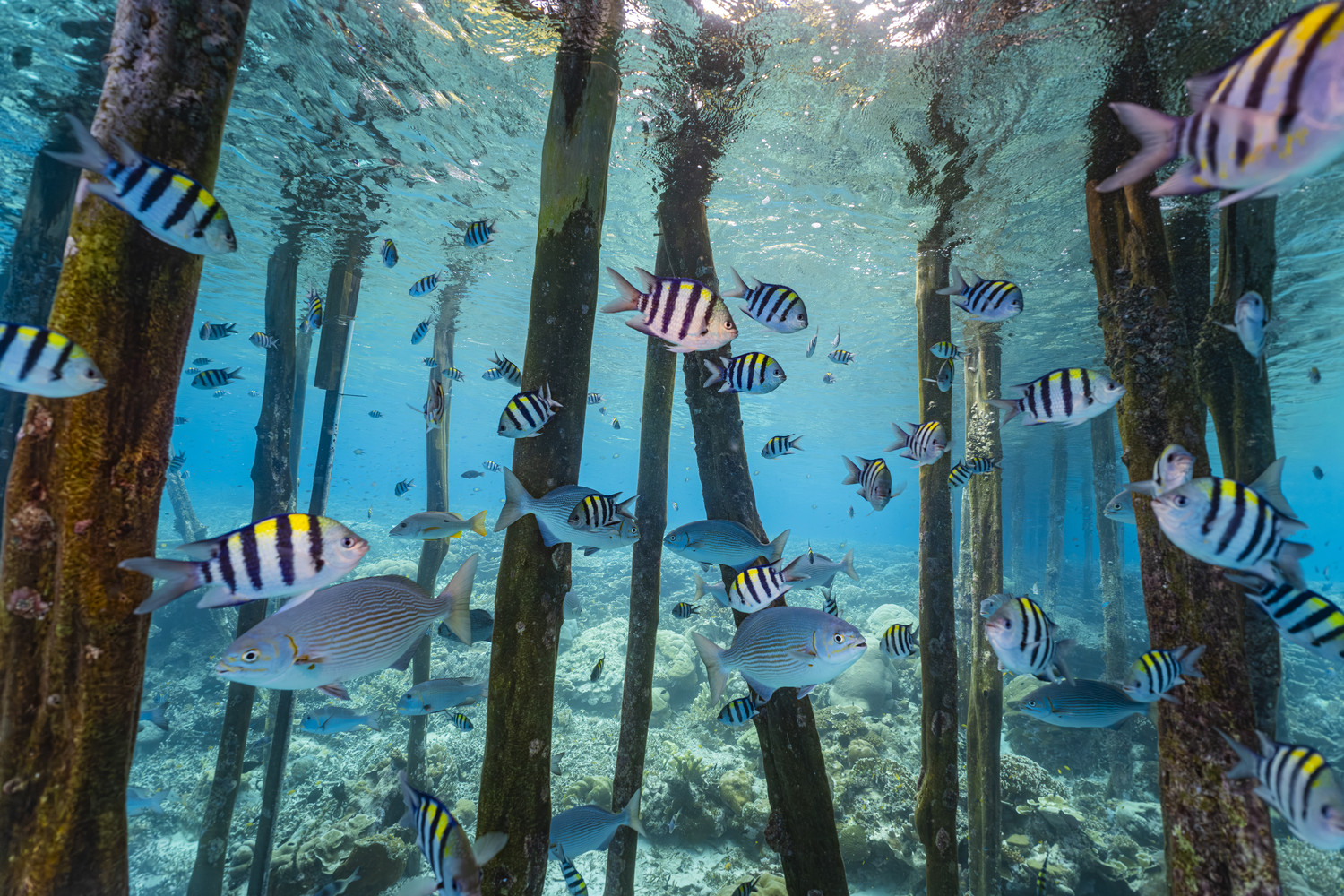 Ein Fischschwarm zieht zwischen den hölzernen Pfählen eines Stegs unter Wasser hindurch. West Papua 2025. (09.10.2025)