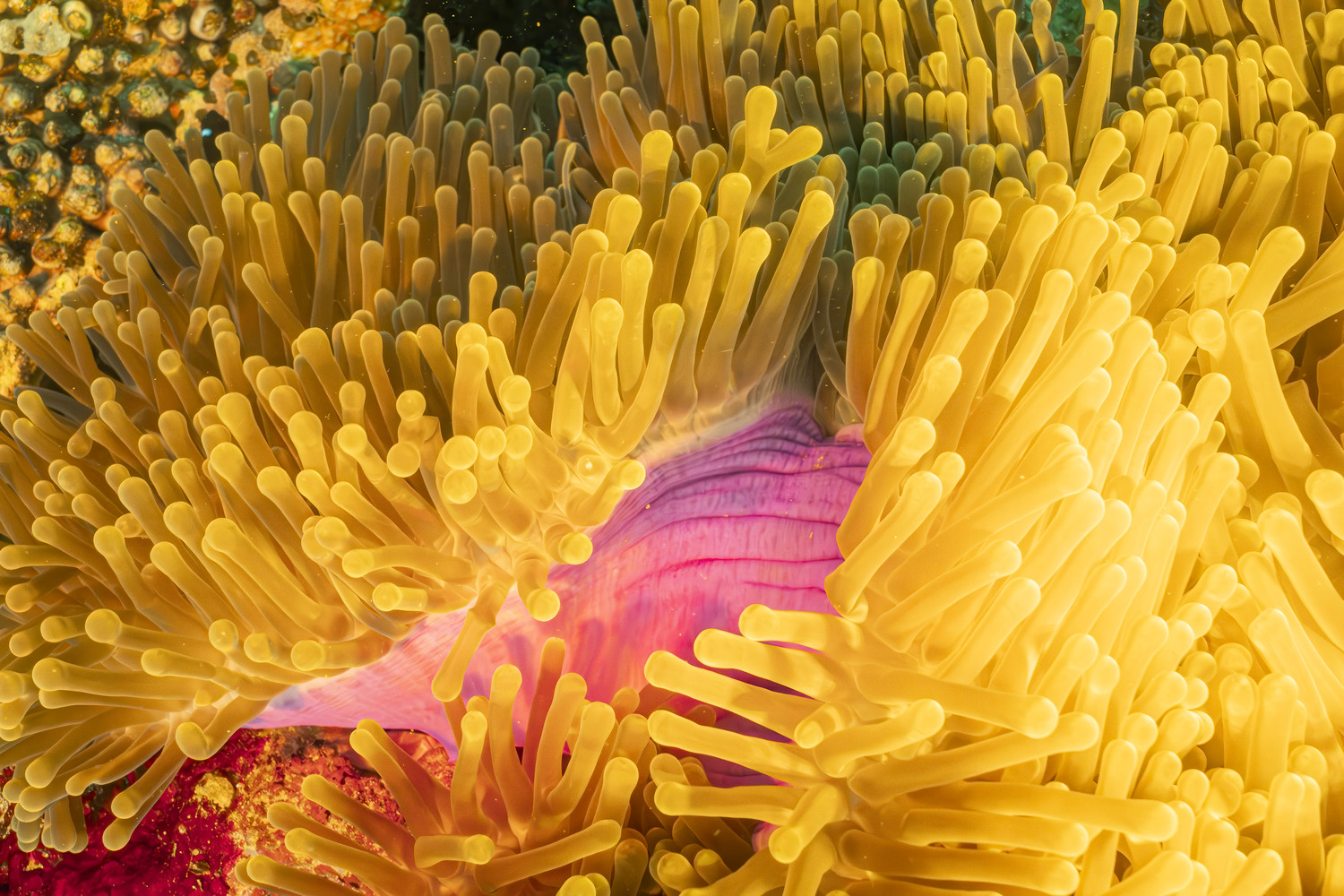 Eine Seeanemone mit gelben Tentakeln und rosa Körper sitzt auf einem Korallenriff. West Papua 2025. (09.10.2025)
