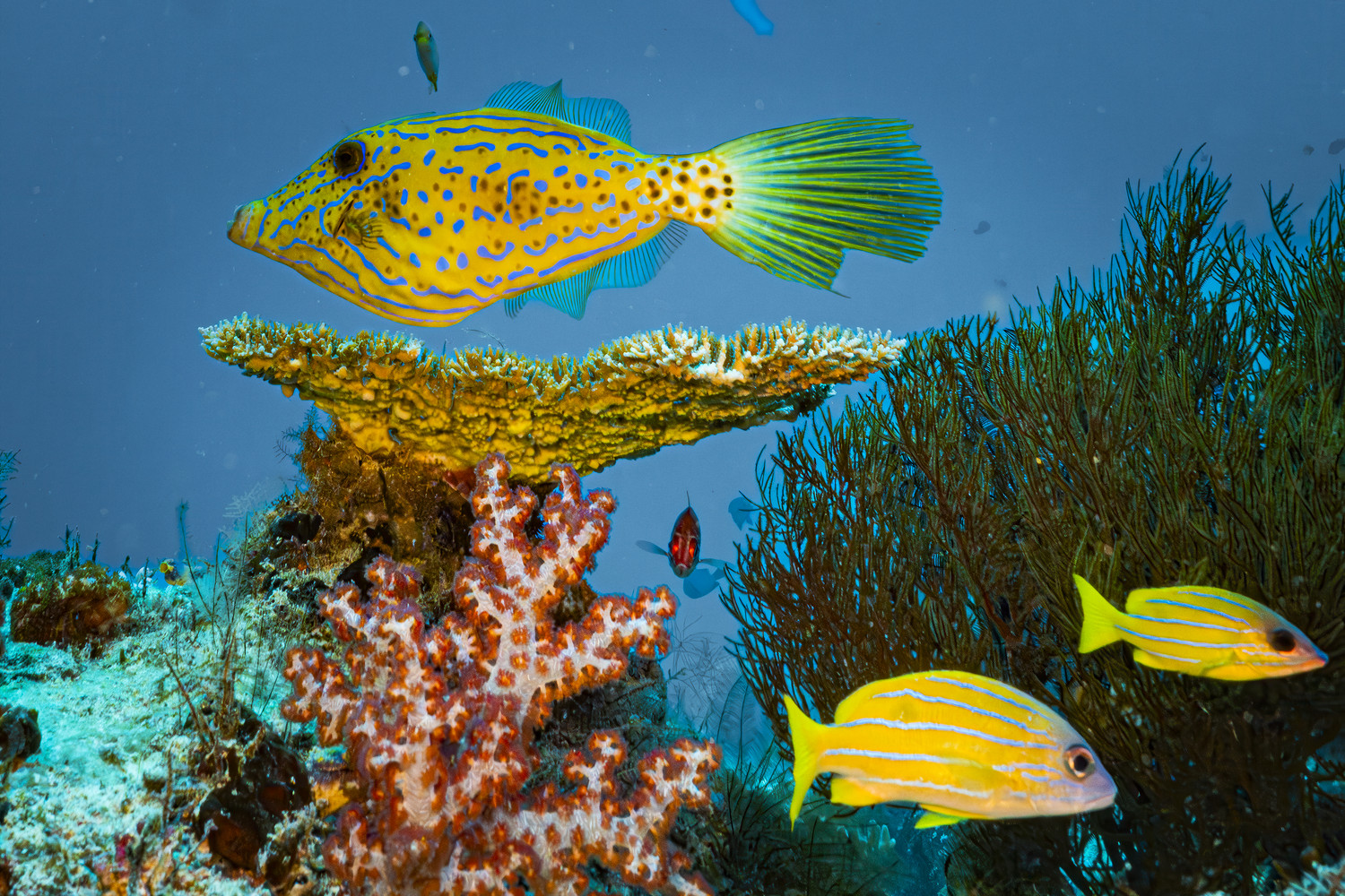 Ein gelber, blau gepunkteter Kofferfisch schwimmt mit gelb gestreiften Fischen über das Riff. West Papua 2025. (10.10.2025)