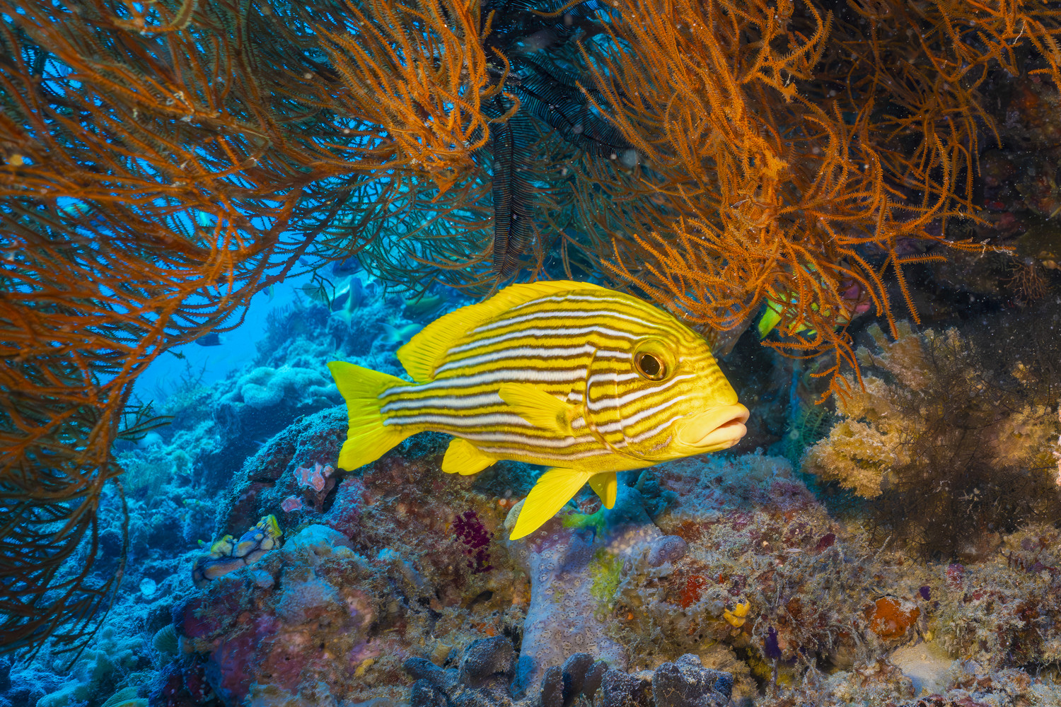 Ein gelb-weiß gestreifter Fisch schwimmt an orangefarbenen Fächerkorallen auf einem Korallenriff vorbei. West Papua 2025. (10.10.2025)