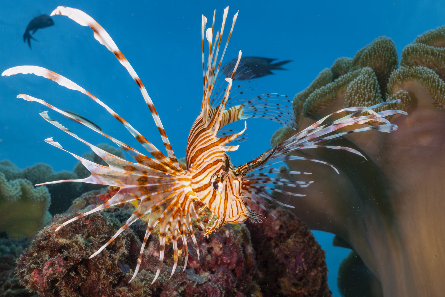 Ein Rotfeuerfisch (Pterois volitans) schwebt mit gespreizten Giftstacheln am Riff. West Papua 2025. (10.10.2025)