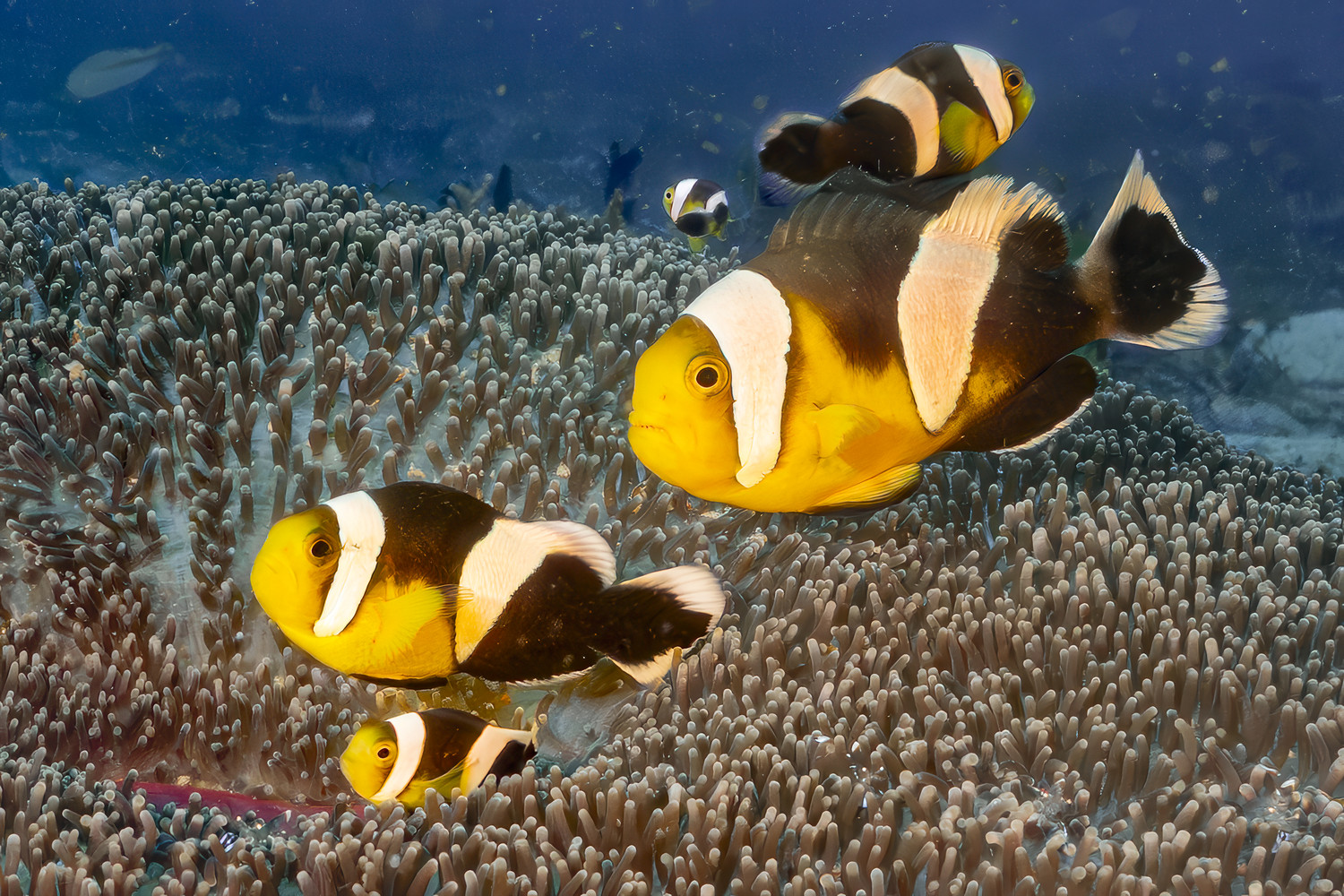 Eine Gruppe Anemonenfische schwimmt zwischen den Tentakeln einer Seeanemone. West Papua 2025. (10.10.2025)