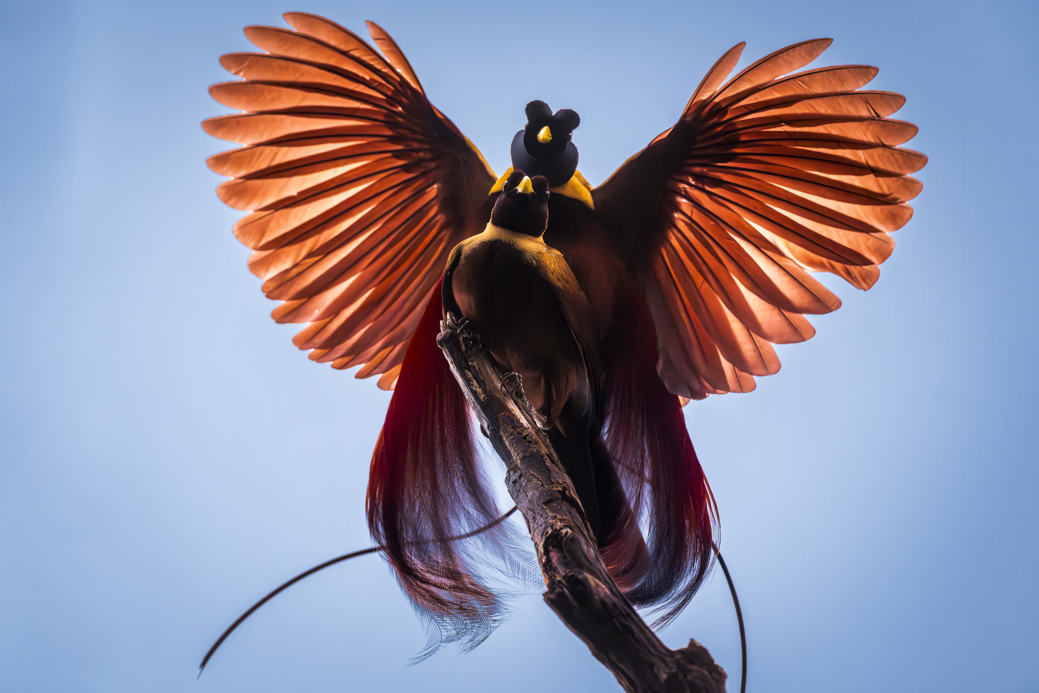 Ein männlicher Paradiesvogel mit ausgebreiteten Flügeln und langen Schwanzfedern vor blauem Himmel. West Papua 2025. (11.10.2025)