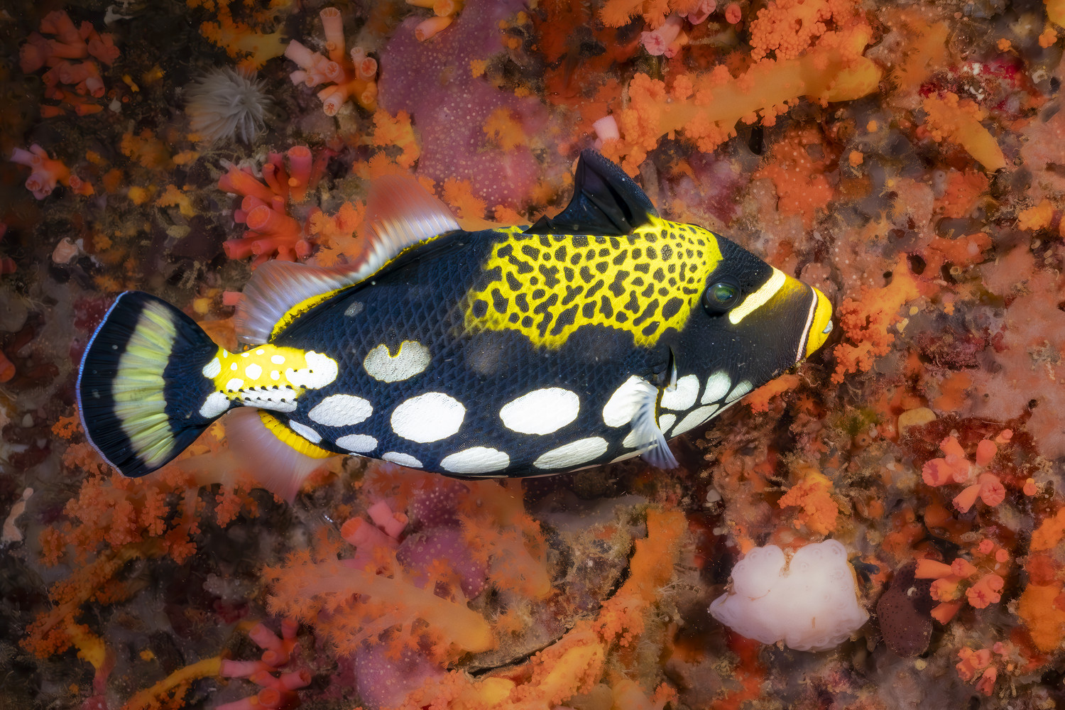 Ein Leopardendrückerfisch (Balistoides conspicillum) über orangefarbenen und rosa Weichkorallen. West Papua 2025. (12.10.2025)