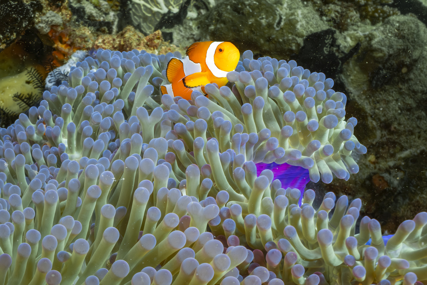 Ein rot-orangefarbener Anemonenfisch zwischen den Tentakeln seiner Seeanemone. West Papua 2025. (12.10.2025)