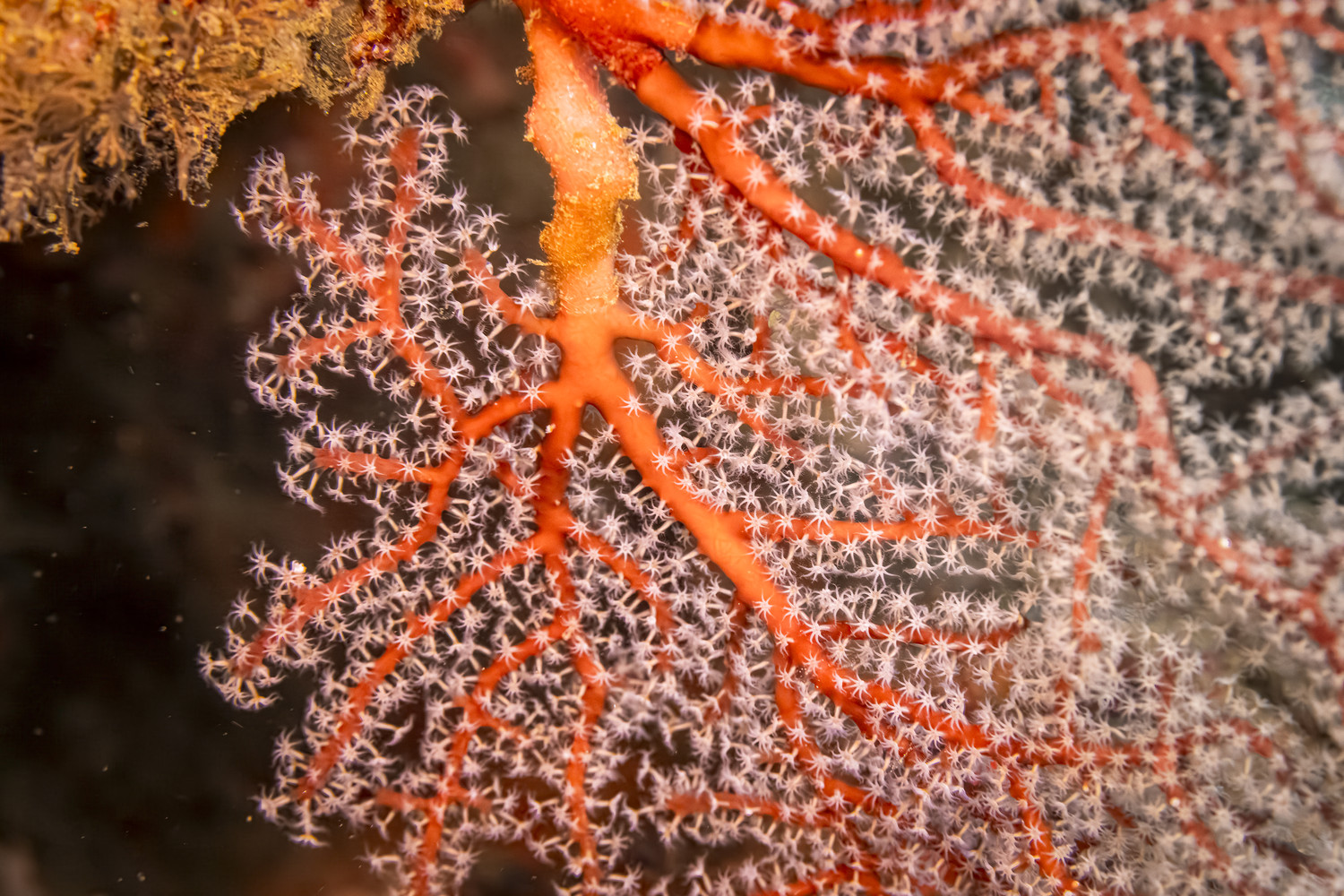 Eine leuchtend orangefarbene Gorgonie mit ausgestreckten weißen Polypen wächst auf felsigem Riffgrund. West Papua 2025. (12.10.2025)