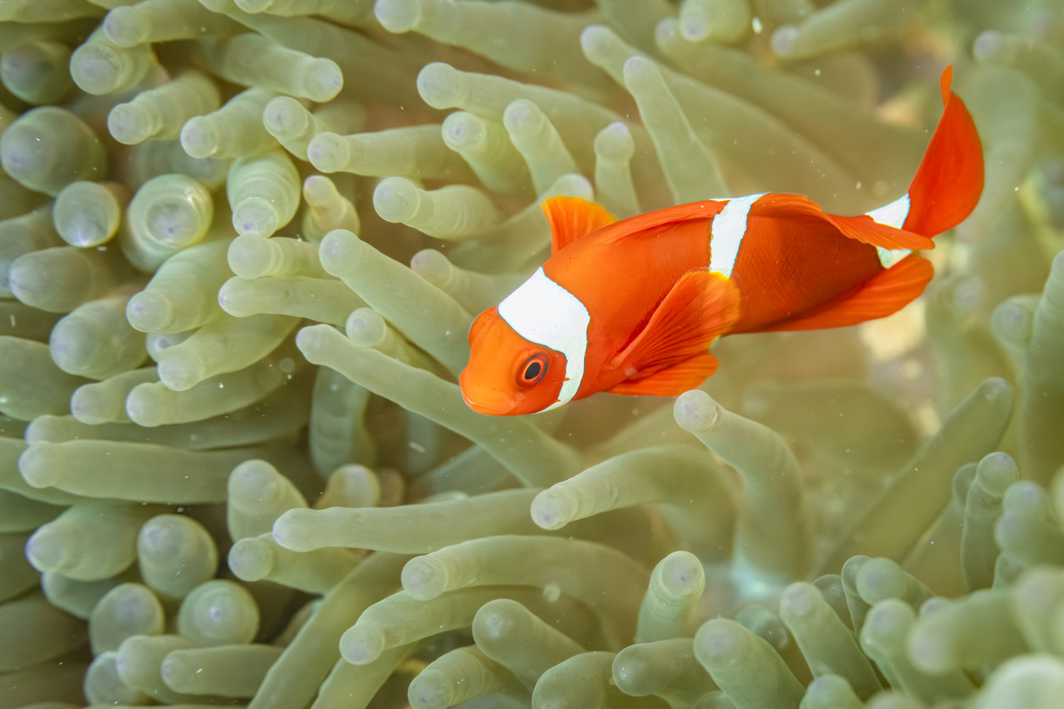 Ein rot-orangefarbener Anemonenfisch schwimmt zwischen den Tentakeln einer Seeanemone. West Papua 2025. (12.10.2025)