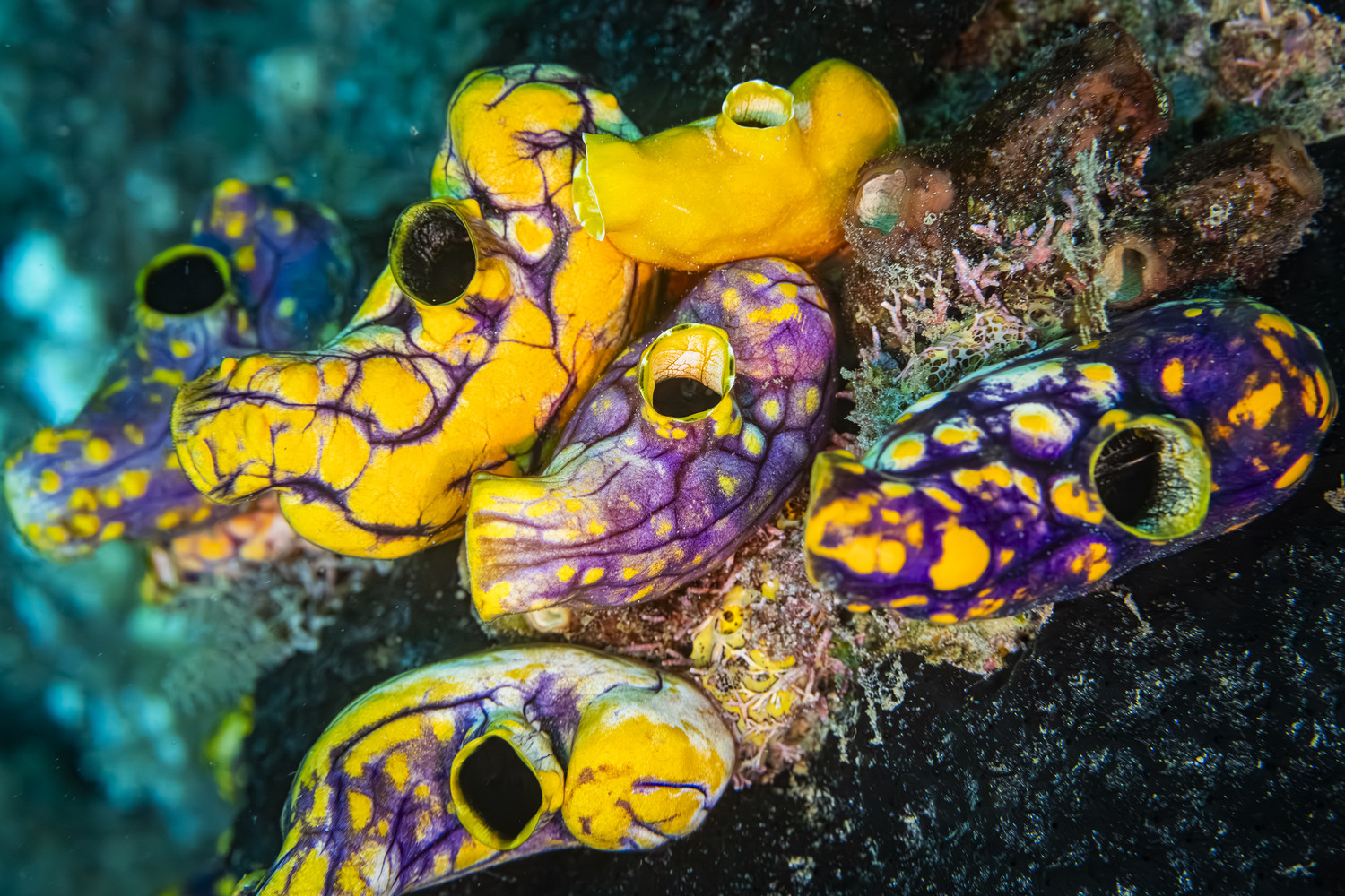 Eine Gruppe violett-gelb gefleckter Seescheiden haftet an einem dunklen Felsen unter Wasser. West Papua 2025. (12.10.2025)