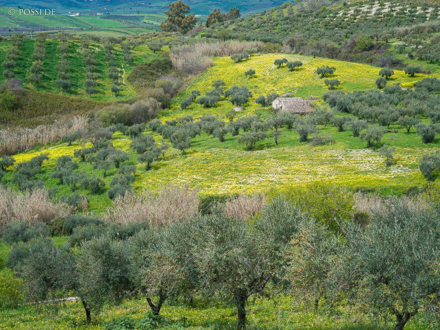 Die Landschaft ist grün und voller Olivenbäume, was eine friedliche Atmosphäre erzeugt. (03.03.2026)