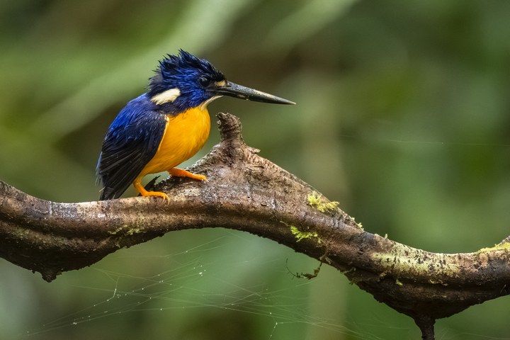 Ein kleiner Eisvogel mit leuchtend blau-orangem Gefieder auf einem moosbewachsenen Ast. West Papua 2025. (30.09.2025)