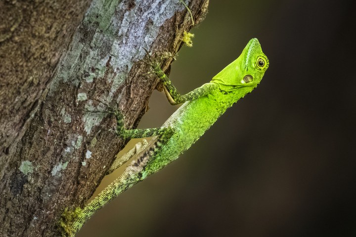 Eine leuchtend grüne Echse klammert sich an die raue Rinde eines Baumstamms im Wald. West Papua 2025. (30.09.2025)