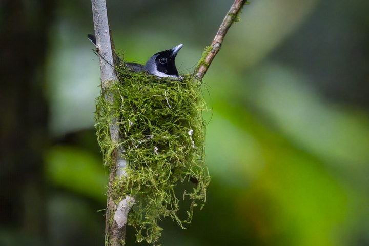 Ein Vogel sitzt in einem moosigen Nest, das an einem Ast hängt. West Papua 2025. (01.10.2025)