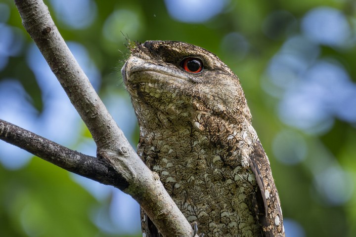 Eine Nachtschwalbe mit leuchtend roten Augen sitzt auf einem Ast im grünen Wald. West Papua 2025. (05.10.2025)