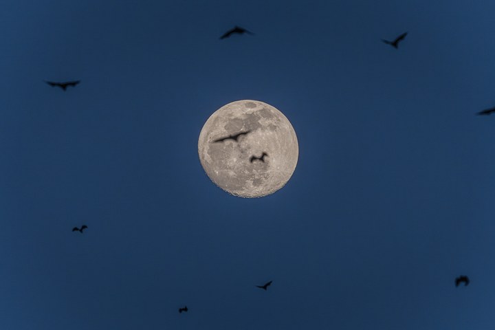 Flughunde fliegen am dunkelblauen Nachthimmel um den Vollmond. West Papua 2025. (05.10.2025)