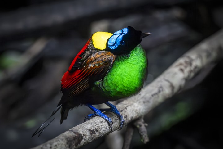 Ein männlicher Nacktkopf-Paradiesvogel (Diphyllodes respublica) mit grüner Brust. West Papua 2025. (06.10.2025)
