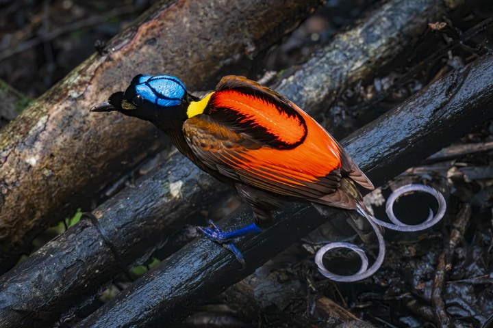 Ein Nacktkopf-Paradiesvogel (Diphyllodes respublica) mit blauem Scheitel und Ringelschwanz. West Papua 2025. (06.10.2025)