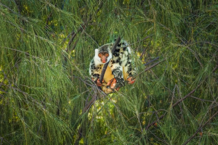 Ein Tüpfelkuskus (Spilocuscus maculatus) klammert sich an einen Ast mit nadelartigem Laub. West Papua 2025. (06.10.2025)