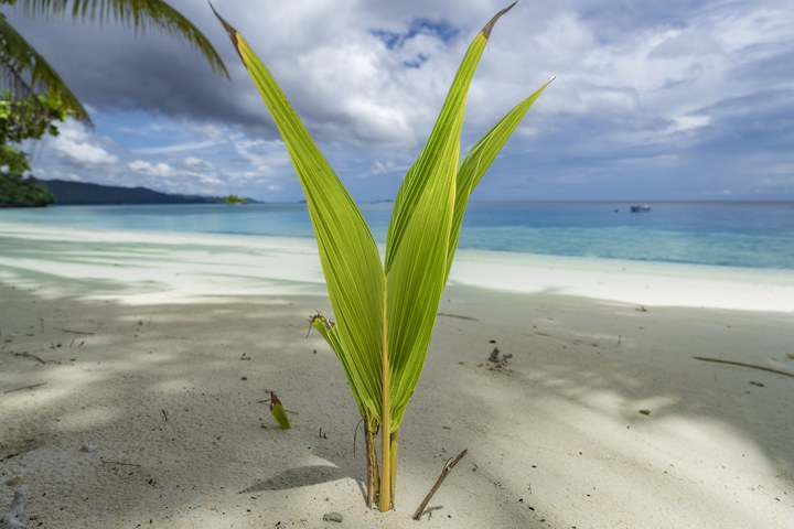 Eine junge Kokospalme sprießt aus dem weißen Sand, dahinter türkisfarbenes Meer und ferne Inseln. West Papua 2025. (07.10.2025)