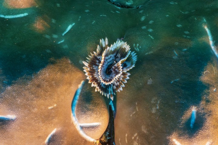Ein Weihnachtsbaumwurm (Spirobranchus giganteus) streckt seine gefiederten Tentakelkronen aus einem Loch in einer massiven Steinkoralle. West Papua 2025. (09.10.2025)