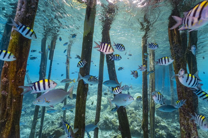 Ein Fischschwarm zieht zwischen den hölzernen Pfählen eines Stegs unter Wasser hindurch. West Papua 2025. (09.10.2025)