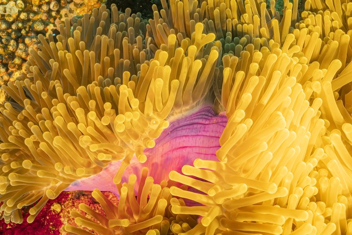 Eine Seeanemone mit gelben Tentakeln und rosa Körper sitzt auf einem Korallenriff. West Papua 2025. (09.10.2025)