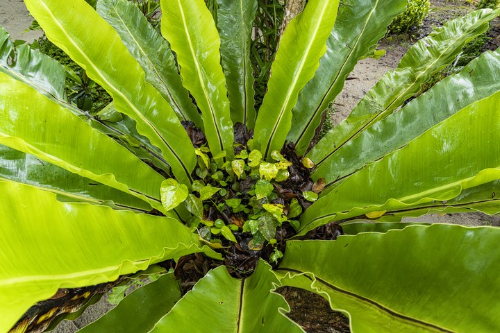Ein Nestfarn (Asplenium nidus) breitet seine großen, gewellten Wedel aus einer Blattrosette aus. West Papua 2025. (09.10.2025)