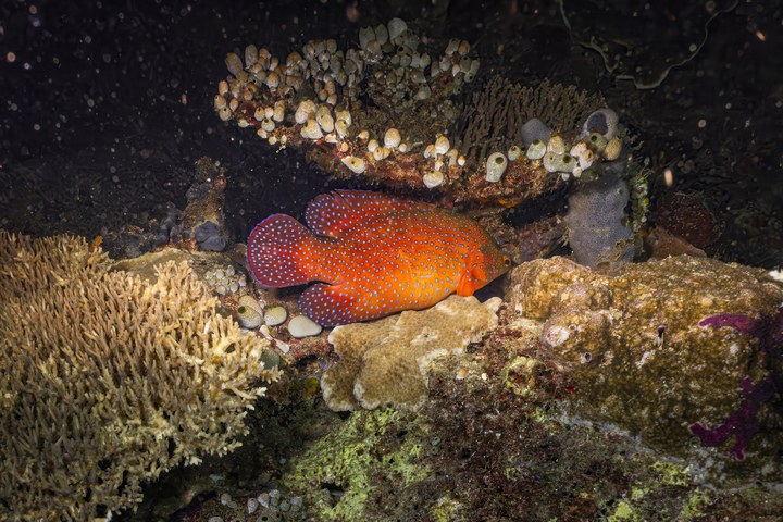 Ein Juwelen-Zackenbarsch (Cephalopholis miniata), rot mit blauen Punkten, an einem Korallenriff. West Papua 2025. (09.10.2025)