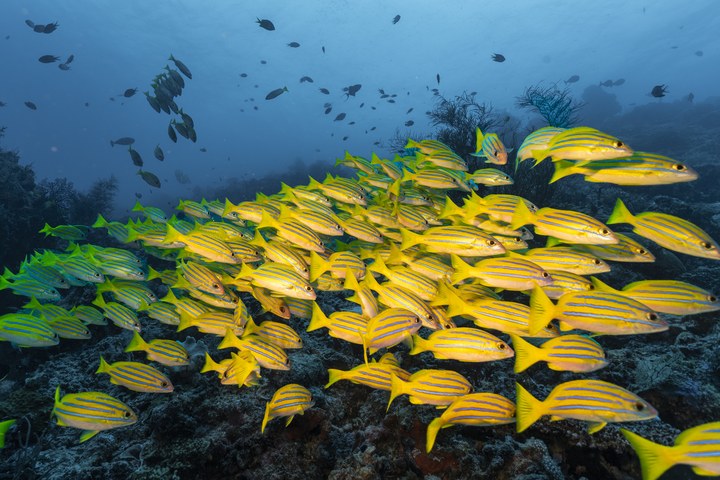 Ein großer Schwarm gelb-blau gestreifter Fische zieht im klaren, blauen Wasser über ein Korallenriff. West Papua 2025. (10.10.2025)