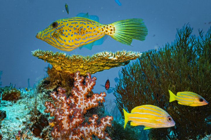 Ein gelber, blau gepunkteter Kofferfisch schwimmt mit gelb gestreiften Fischen über das Riff. West Papua 2025. (10.10.2025)
