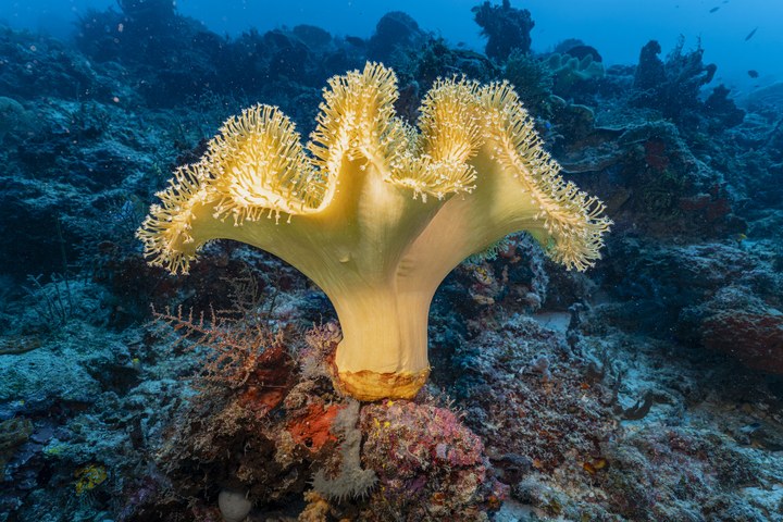 Eine große, gelbliche Prachtanemone (Heteractis magnifica) breitet ihre Tentakel auf einem felsigen Riff im klaren, blauen Wasser aus. West Papua 2025. (10.10.2025)
