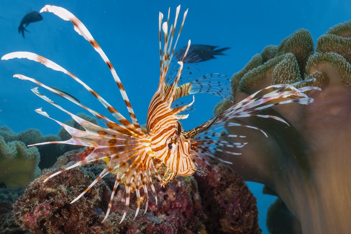 Ein Rotfeuerfisch (Pterois volitans) schwebt mit gespreizten Giftstacheln am Riff. West Papua 2025. (10.10.2025)