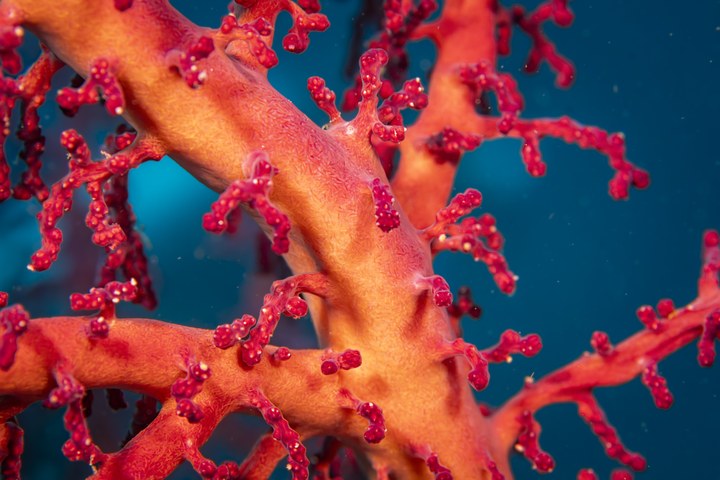 Eine leuchtend rote Weichkoralle mit fein verzweigten Ästen im klaren, blauen Riffwasser. West Papua 2025. (11.10.2025)