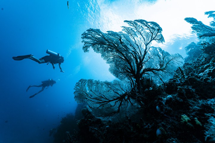 Zwei Taucher schwimmen an großen Fächerkorallen auf einem Korallenriff im klaren, blauen Wasser vorbei. West Papua 2025. (12.10.2025)