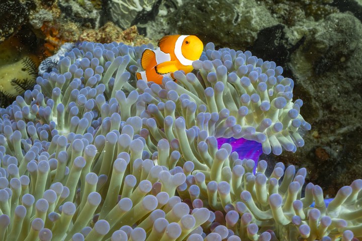 Ein rot-orangefarbener Anemonenfisch zwischen den Tentakeln seiner Seeanemone. West Papua 2025. (12.10.2025)