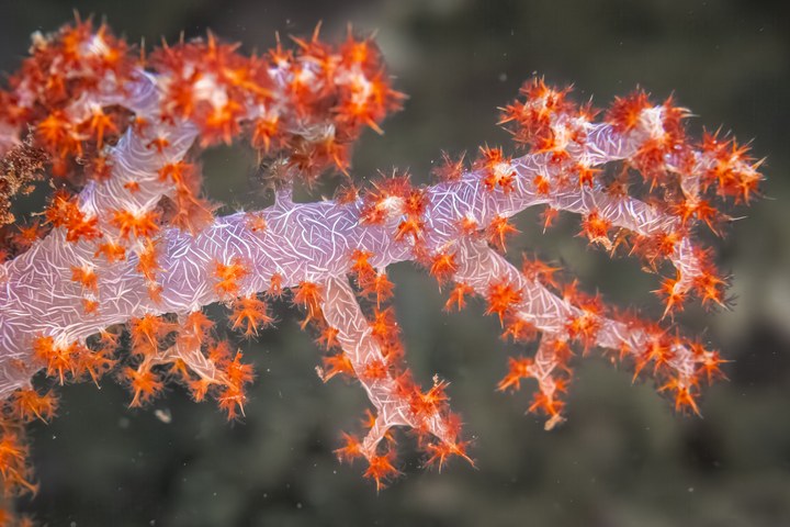 Durchscheinende, verzweigte Seefeder mit weißen Adern und leuchtend orangefarbenen Polypen. West Papua 2025. (12.10.2025)