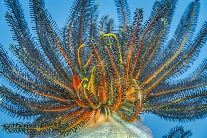 Ein orange-schwarzer Haarstern streckt seine gefiederten Arme zum Filtern ins Wasser. West Papua 2025. (12.10.2025)