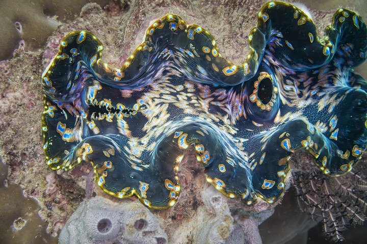 Eine Riesenmuschel mit leuchtend blau-gelb gemustertem Mantel ruht auf einem Korallenriff. West Papua 2025. (12.10.2025)